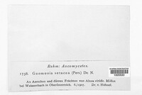 Ophiognomonia setacea image
